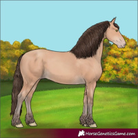 Horse Color:Amber Champagne 
