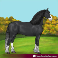 Horse Color:Black Splash