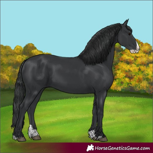 Horse Color:Black Splash