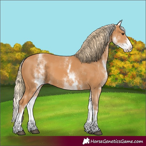Horse Color:White Spotted Chestnut Splash