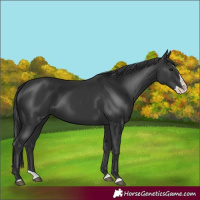 Horse Color:Black Splash