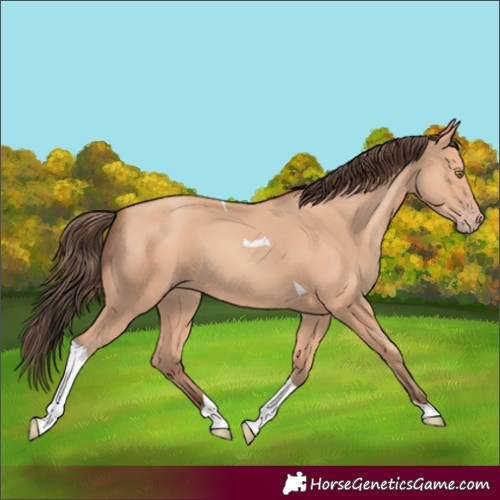 Horse Color:Amber Champagne Tobiano