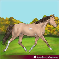 Horse Color:Amber Champagne Tobiano 