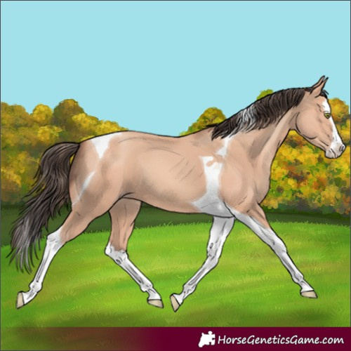 Horse Color:Amber Champagne Splash Tobiano 
