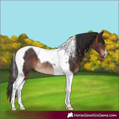 Horse Color:Brown Tobiano Rabicano 