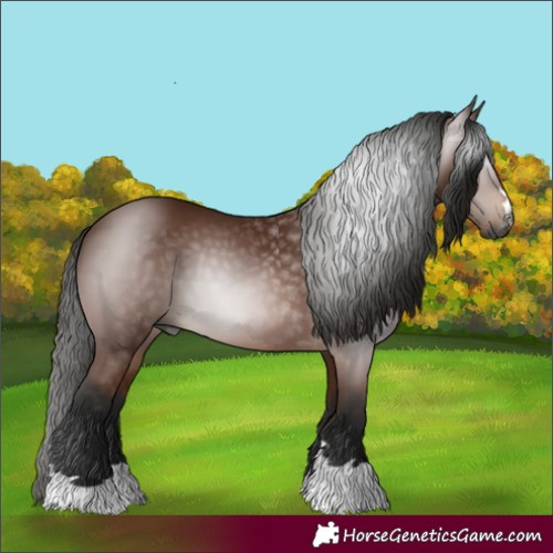 Horse Color:Gray Bay 