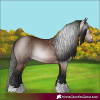 Horse Color:Gray Bay 