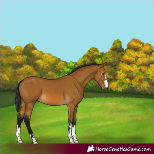 Horse Color:Gray Buckskin 