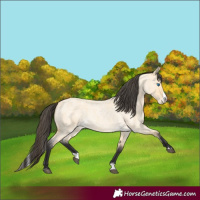 Horse Color:Buckskin Roan Dun Splash