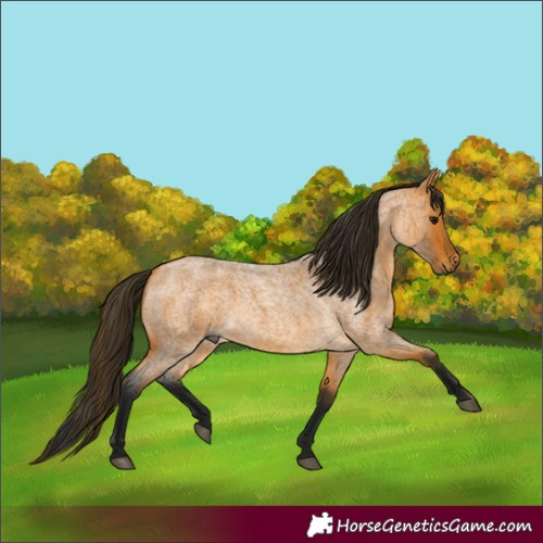 Horse Color:Gray Buckskin Roan