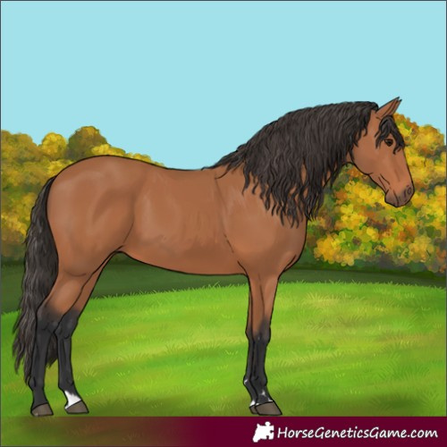 Horse Color:Bay 