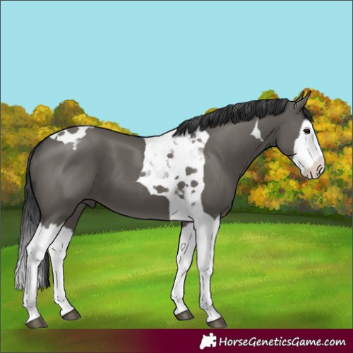 Horse Color:Grullo Splash Tobiano 
