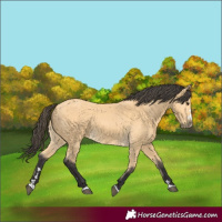 Horse Color:Buckskin 