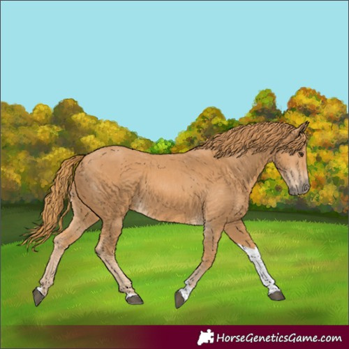 Horse Color:Chestnut Tobiano Rabicano 