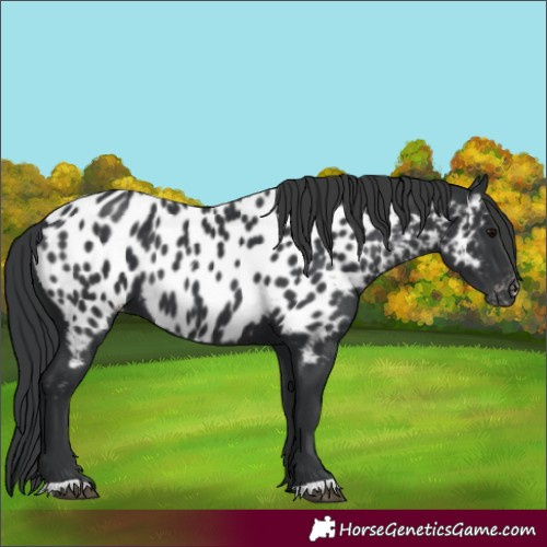 Horse Color:Black Appaloosa 