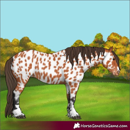 Horse Color:Bay Appaloosa 