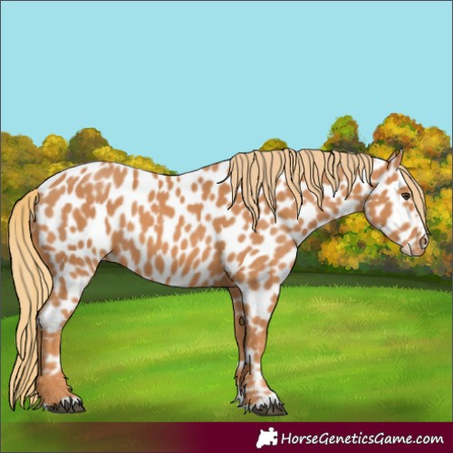 Horse Color:Chestnut Appaloosa 