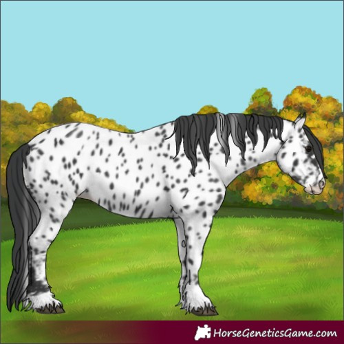 Horse Color:Black Appaloosa 