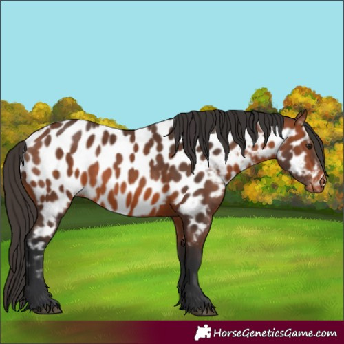 Horse Color:Bay Appaloosa 