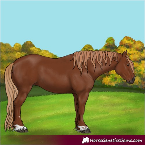 Horse Color:Gray Chestnut 