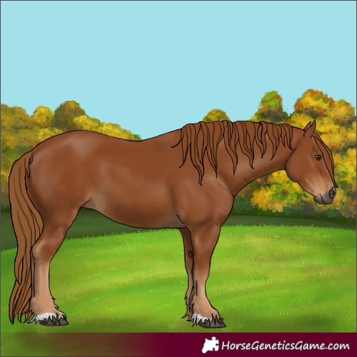 Horse Color:Gray Chestnut 