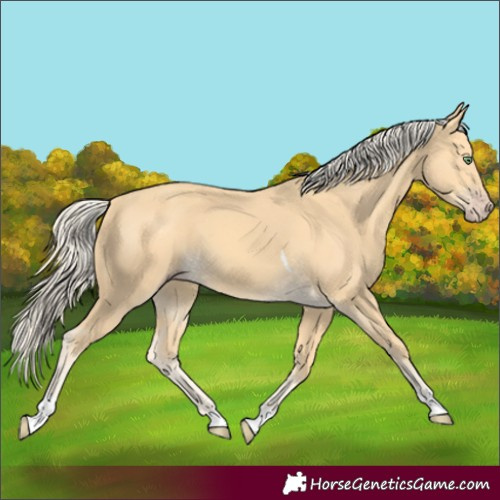 Horse Color:Gold Cream Champagne Tobiano