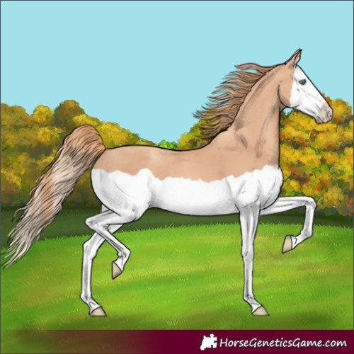 Horse Color:Gold Champagne Splash 