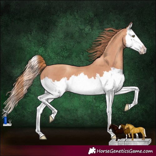 Horse Color:Gold Champagne Splash 