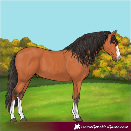 Horse Color:Bay 