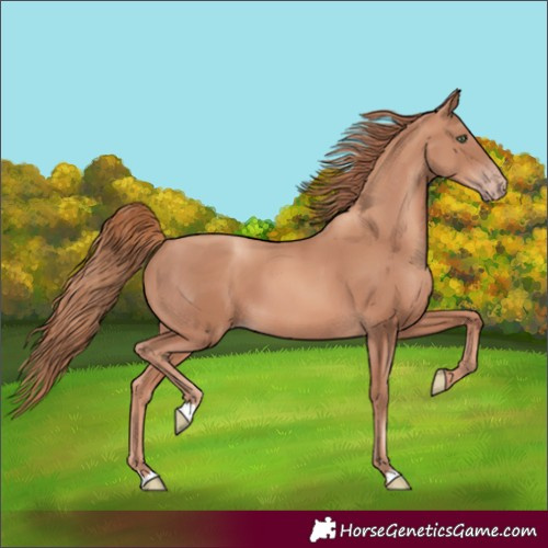 Horse Color:Gold Champagne 