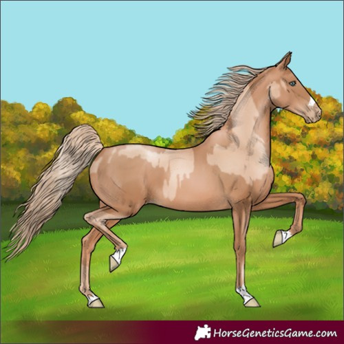 Horse Color:Gold Champagne Pearl Rabicano  and Chestnut Pearl 