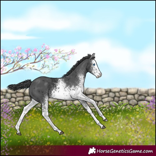 Horse Color:White Spotted Black Merle Tobiano 