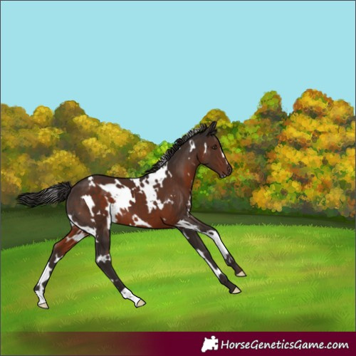 Horse Color:White Spotted Liver Chestnut 