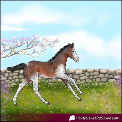 Horse Color:White Spotted Brown Merle Tobiano 