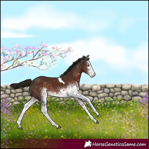 Horse Color:White Spotted Liver Chestnut Merle 