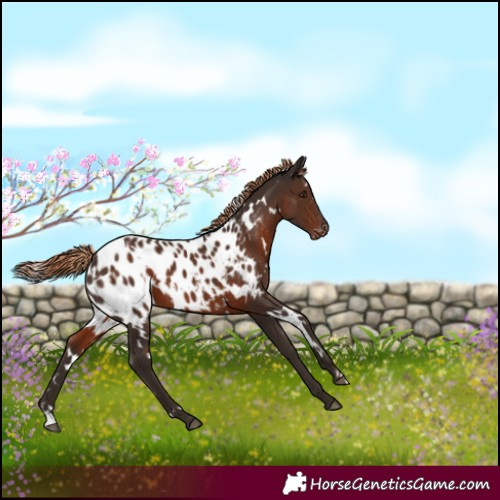 Horse Color:White Spotted Liver Chestnut Merle Appaloosa 