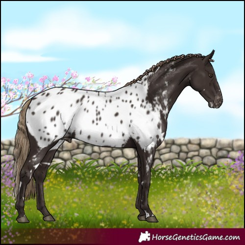 Horse Color:White Spotted Liver Chestnut Near Leopard 