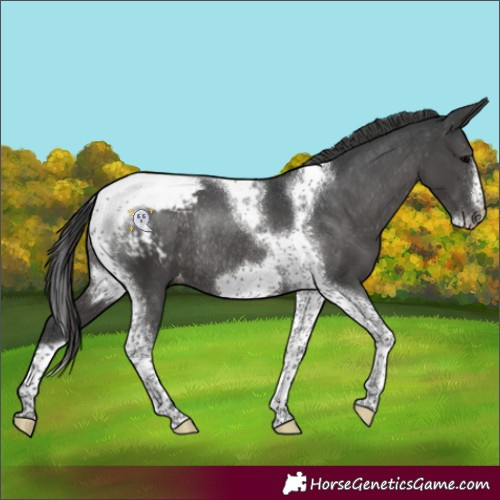 Horse Color:Black Tobiano Frame Appaloosa Rabicano 