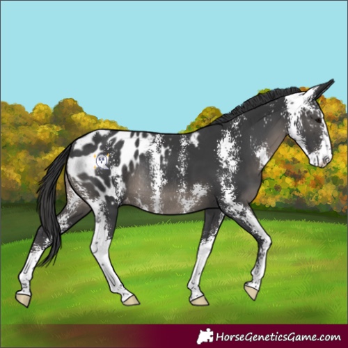 Horse Color:Black Sabino Appaloosa Rabicano 