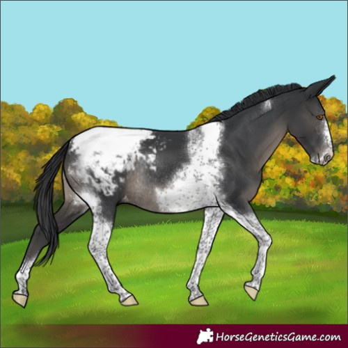 Horse Color:Black Tobiano Frame Appaloosa Rabicano 