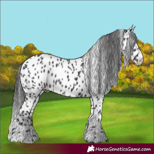Horse Color:Black Appaloosa Rabicano 
