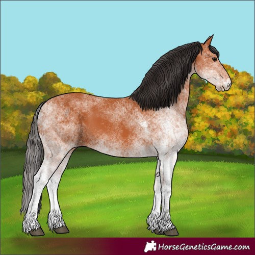 Horse Color:White Spotted Bay 