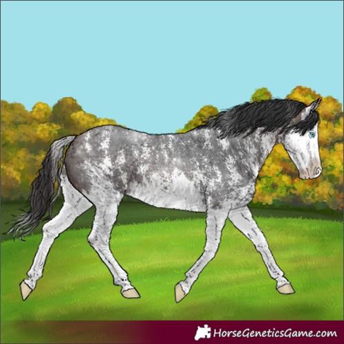Horse Color:Brown Sabino Splash 