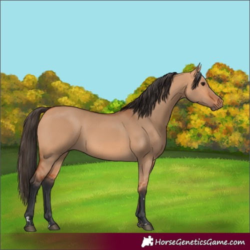 Horse Color:Bay Dun