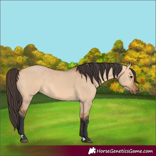Horse Color:Bay Dun 