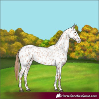 Horse Color:Red Roan Splash Appaloosa