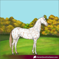 Horse Color:Chestnut Near Leopard