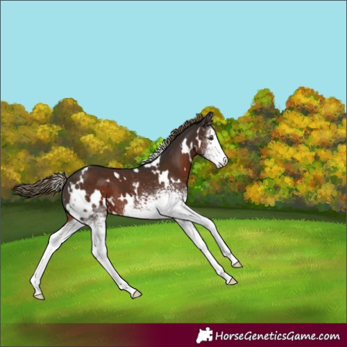 Horse Color:White Spotted Liver Chestnut 