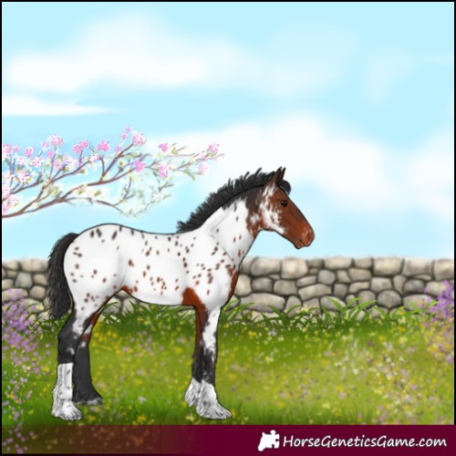 Horse Color:Brown Tobiano Near Leopard 