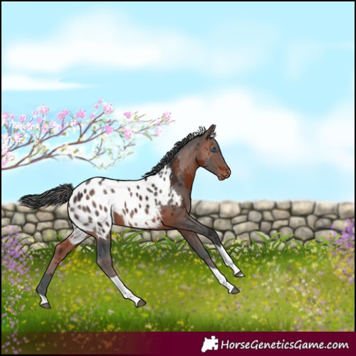 Horse Color:Brown Merle Tobiano Appaloosa 